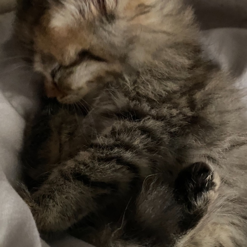 Meet your Posher, Jennifer